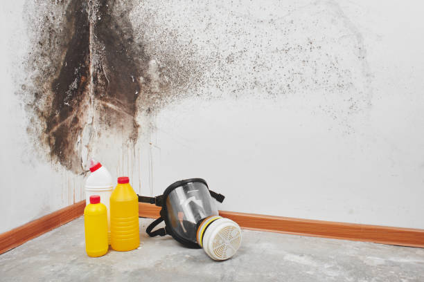 Best Commercial Mold Remediation in Horicon, WI