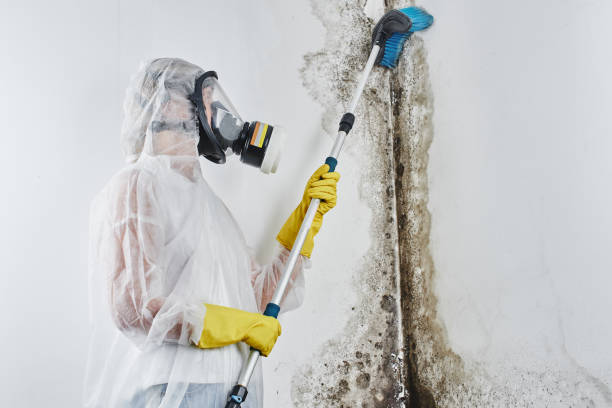 Best Bathroom Mold Remediation in Horicon, WI
