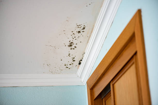 Best Crawl Space Mold Remediation in Horicon, WI