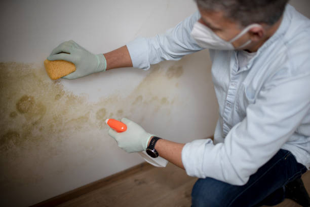 Best White Mold Remediation in Horicon, WI