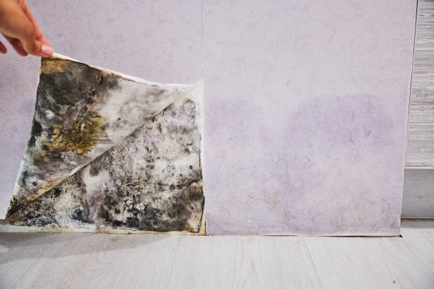 Best Residential Mold Remediation in Horicon, WI